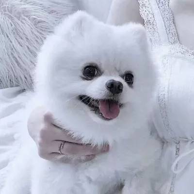 皇冠APP官方版下载安装下载手机版